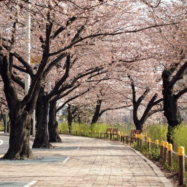 Сеул улочки Сакура