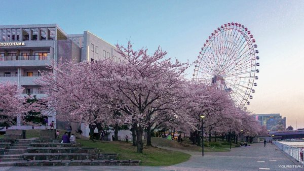 Токио Иокогама