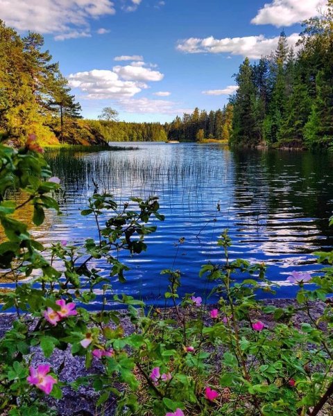 Природа лес река