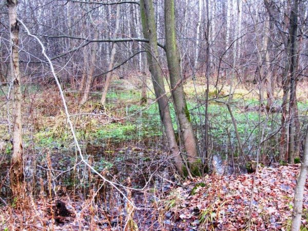 Первомайская аллея Измайловского парка