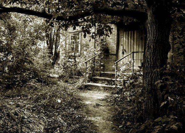 Старый заброшенный сад