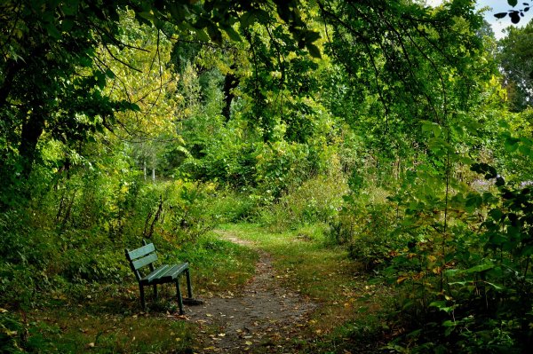 Лавочка в кустах