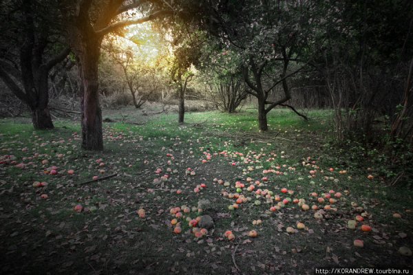 Заросший Яблоневый сад