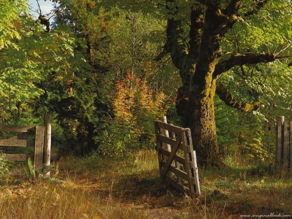 Старый сад в лесу