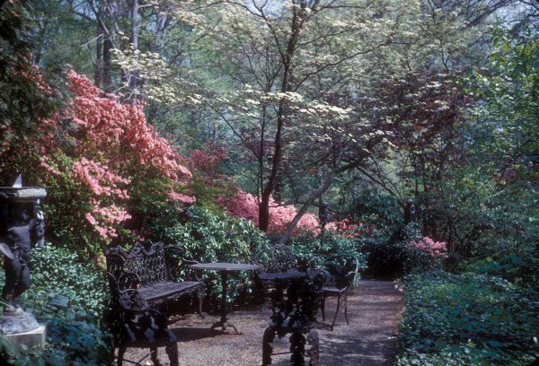 "Заброшенный сад" Рауль
