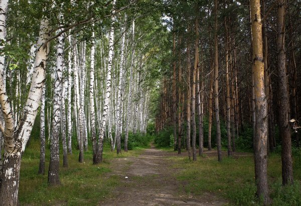 Елово-березовый осиновый лес