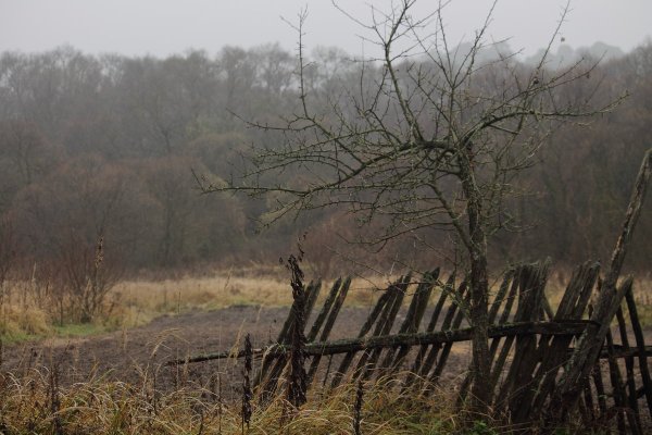 Запущенный сад