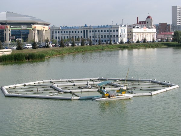 Средний кабан Казань