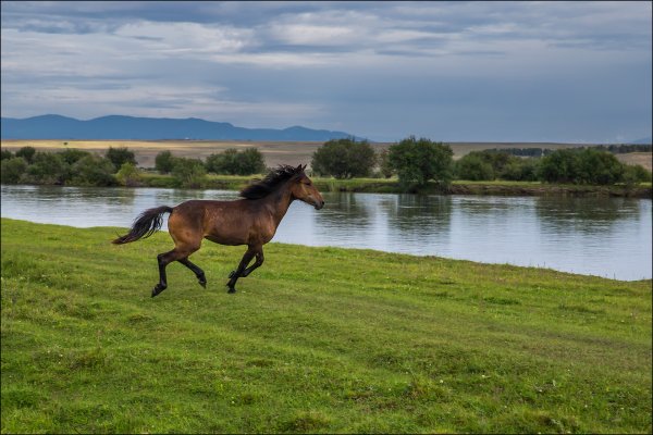 Лошадь на берегу реки