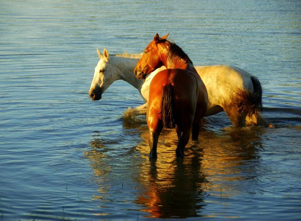 Лошади в воде