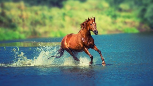 Лошадь бежит по воде