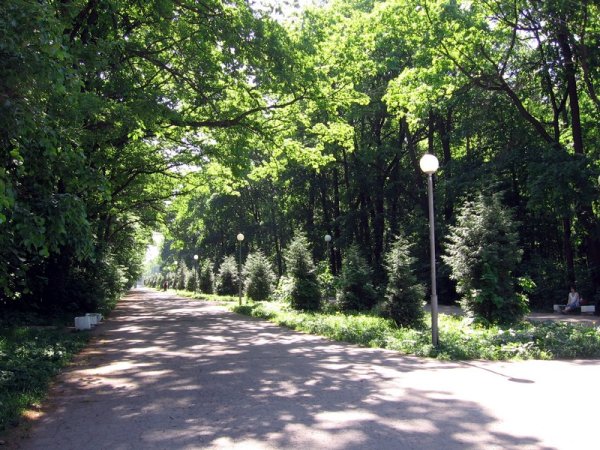 Березовая аллея (Белоусовский парк)