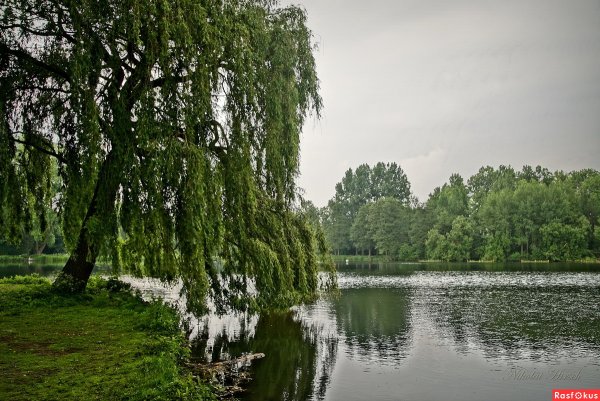 Плакучая береза