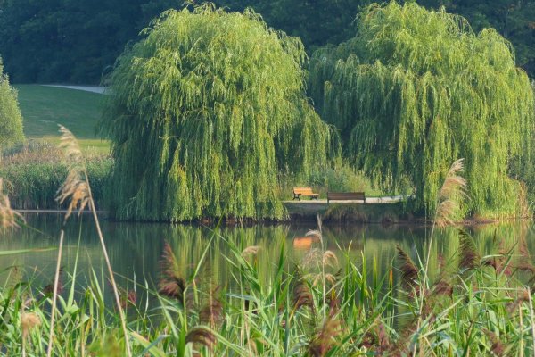 Плакучая Ива