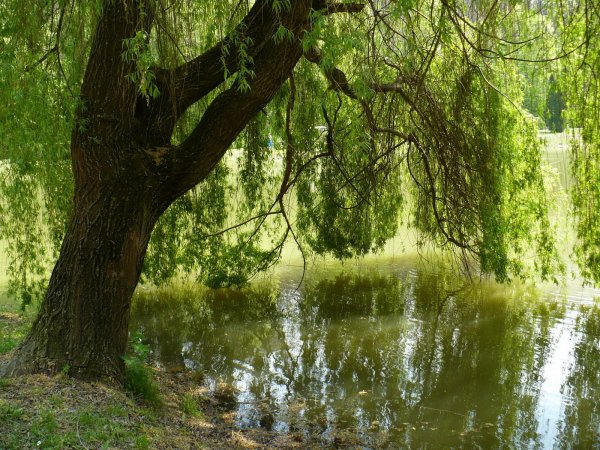 Родник с плакучей ивой
