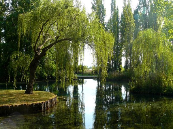 Плакучая Ива у реки