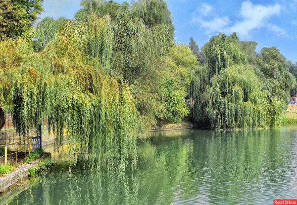 Плакучая Ива в России