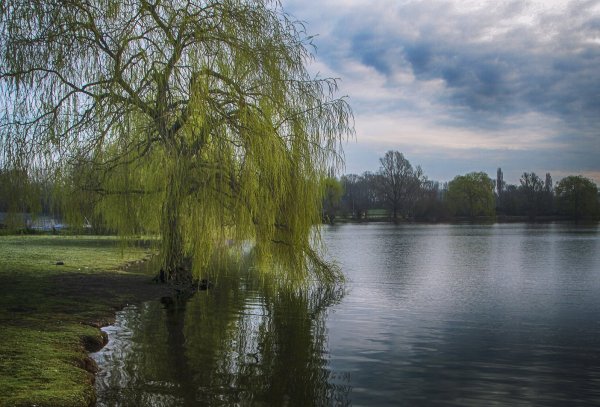 Ива плакучая карликовая