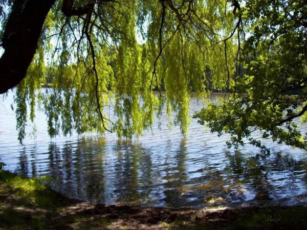 Плакучая Ива у реки