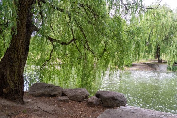 Ива плакучая Кореновск