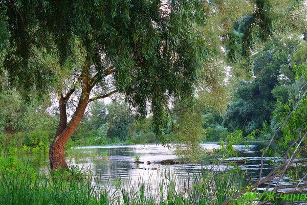 Лето река Ива около ивы мостки