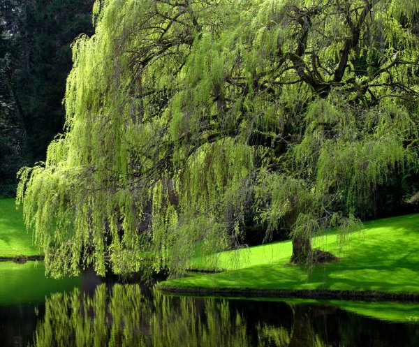 Дерево Ива озеленении водоёма.