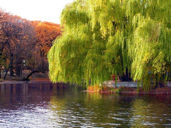 Плакучая Ива осень