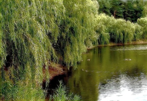 Плакучая Ива заболоченная