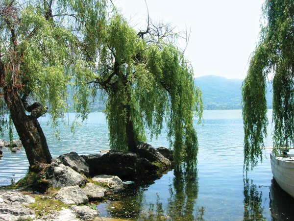 Ива Вавилонская плакучая