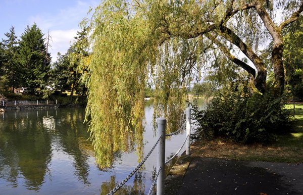 Плакучая Ива у реки