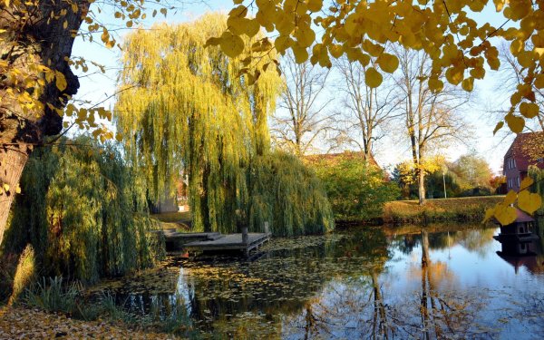 Плакучая Ива осень