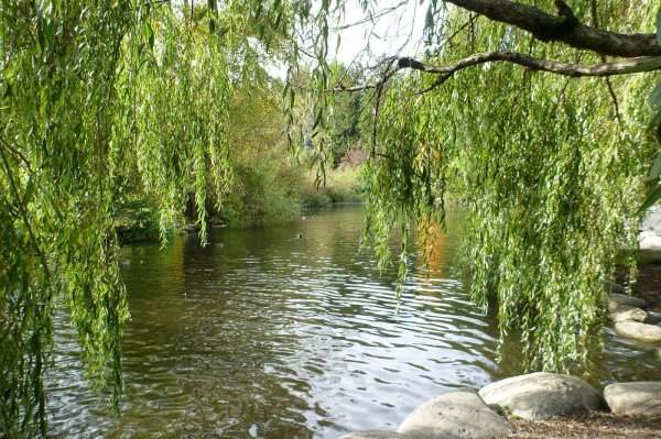 Ива Вавилонская Ural