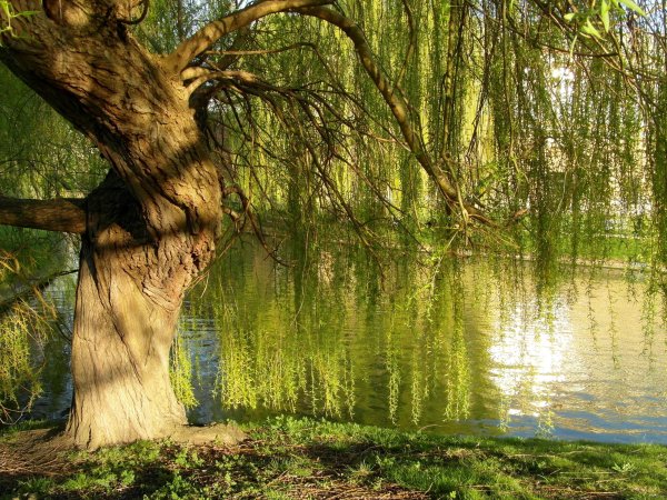 Ива плакучая дерево Старая