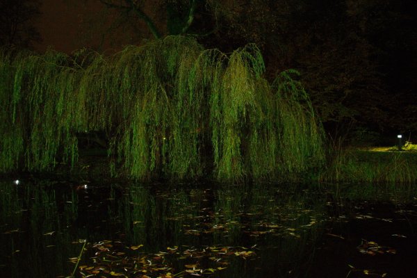 Плакучая Ива