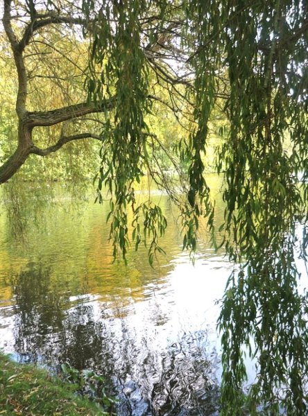 Плакучая Ива у реки
