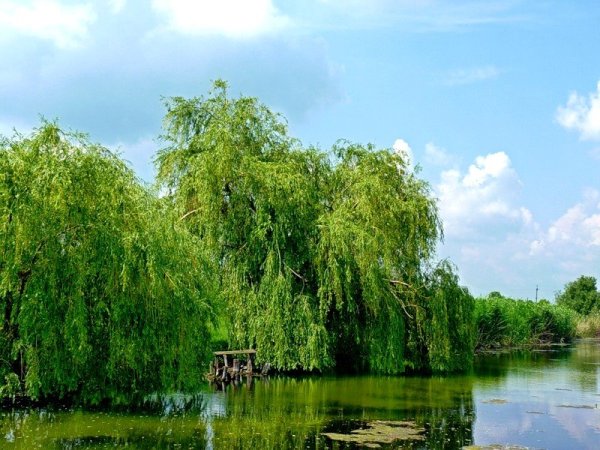 Ива плакучая Кореновск