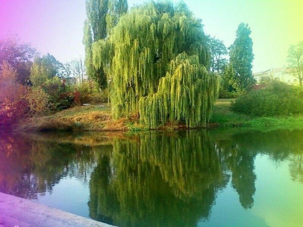 Плакучая Ива Наташинский парк
