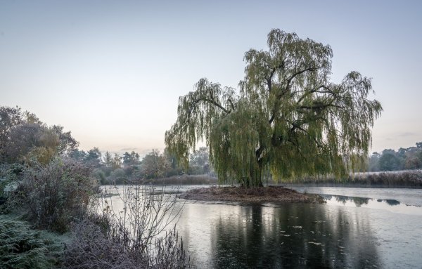 Ива Свердловская плакучая