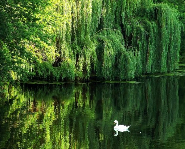 Плакучая Ива над прудом