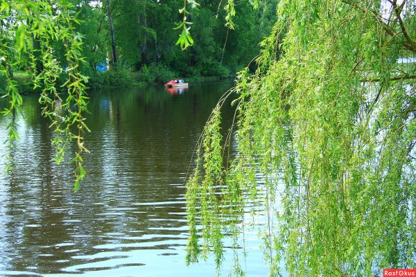 Ива плакучая Республики Коми