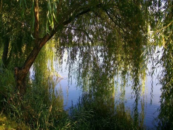 Плакучая Ива на берегу