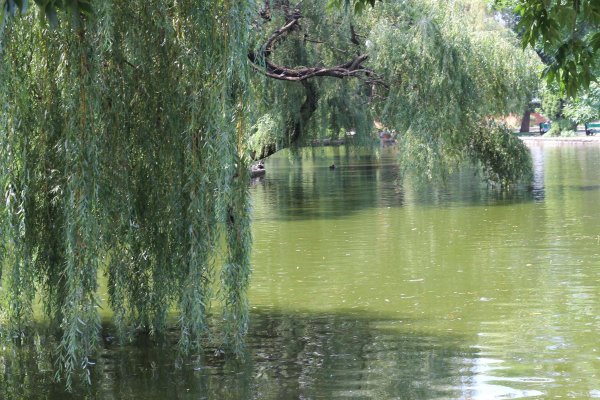 Плакучая Ива у реки
