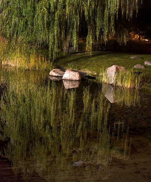 Ивушка плакучая