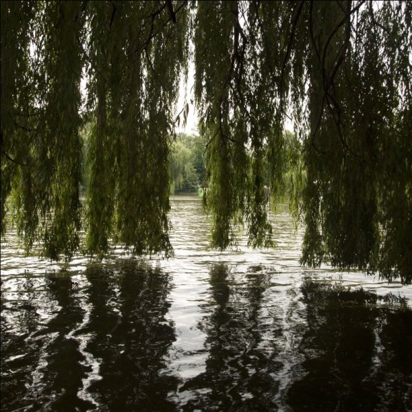 Ива Ива Ивушка