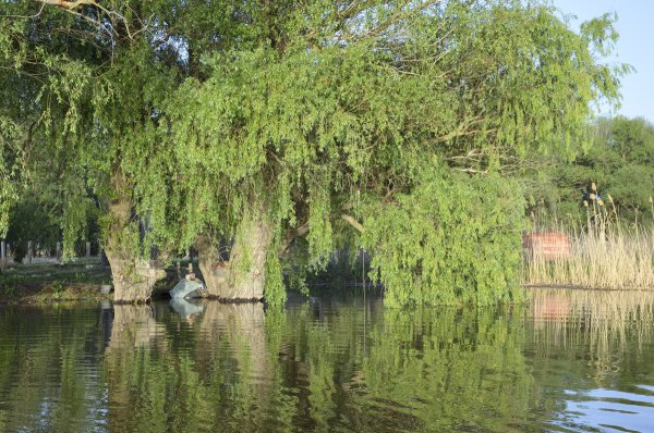 Плакучая Ива над озером