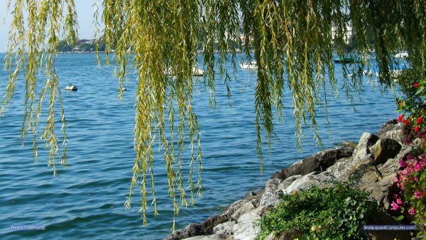 Плакучая Ива Северная