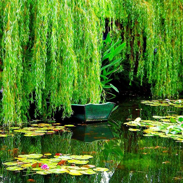 Плакучая Ива