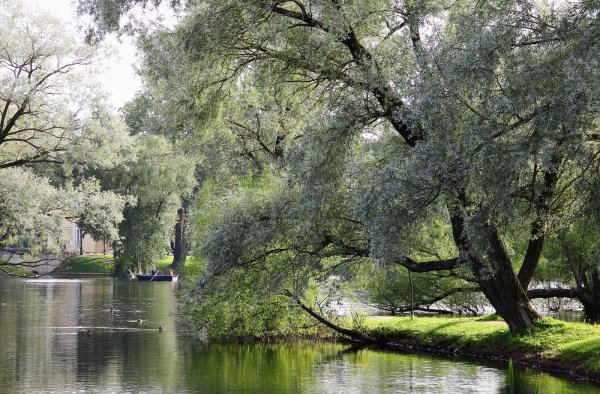 Плакучая Ива у пруда