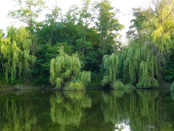 Ива Шверина плакучая