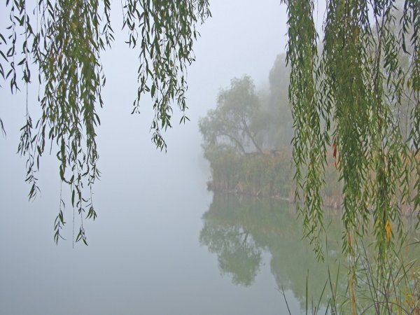 Ива плакучая над рекой в деревне